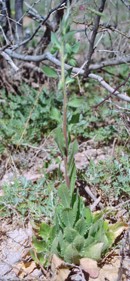 Oenothera curtiflora